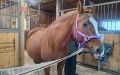 Хабаровский конный клуб ждёт гостей на большой праздник по случаю своего юбилея