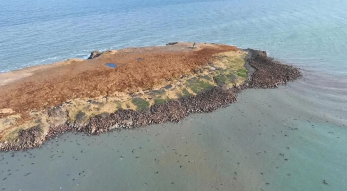 Тысячи моржей расположились на берегу Чукотки Тысячи моржей расположились на берегу Чукотки