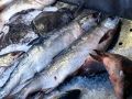 Рыбаки Хабаровского края держат уровень прошлого года, несмотря на слабый ход лосося