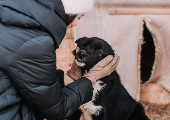 4 октября в хабаровском приюте «Добрый пёс» пройдёт субботник, приуроченный ко Всемирному дню защиты животных