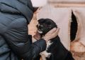 4 октября в хабаровском приюте «Добрый пёс» пройдёт субботник, приуроченный ко Всемирному дню защиты животных