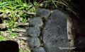 Агрессивный медведь пошел на штурм курятника на Курилах