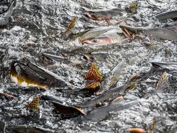 В Хабаровском крае построят 10 заводов для воспроизводства лососевых