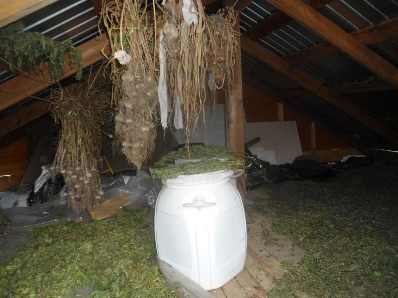 В Хабаровском районе полицейские задержали подозреваемую в незаконном хранении канабиса на чердаке