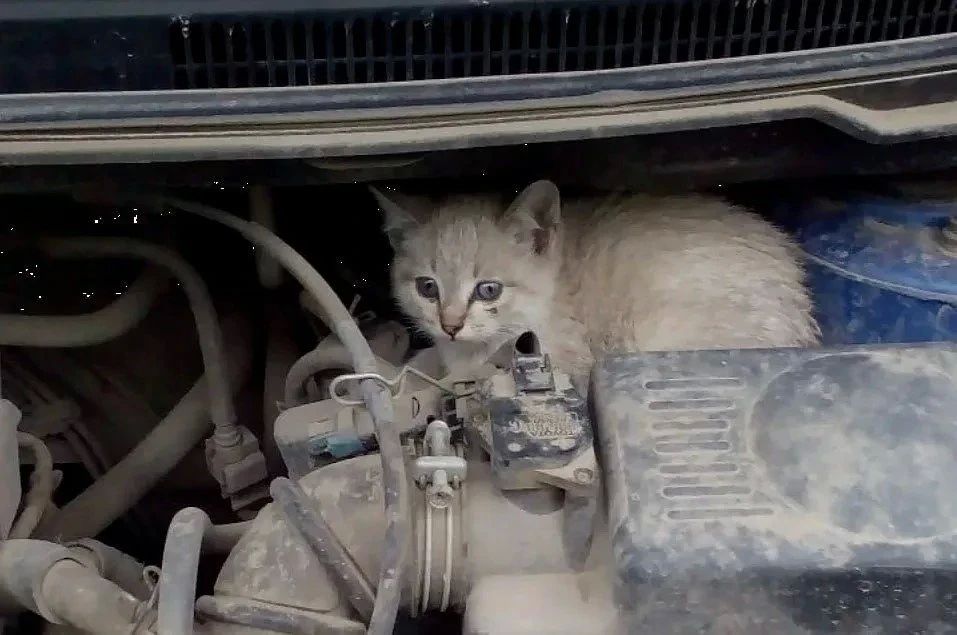 Кот под капотом или почему важно проверять автомобиль зимой Кот под капотом или почему важно проверять автомобиль зимой