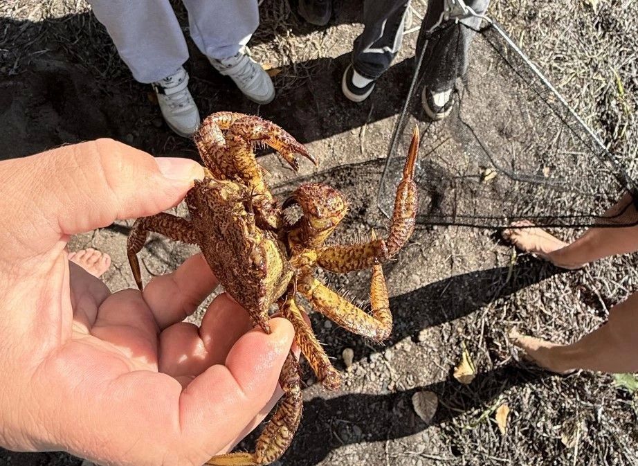 Школьники из Хабаровского края стали участниками международных научных проектов Школьники из Хабаровского края стали участниками международных научных проектов