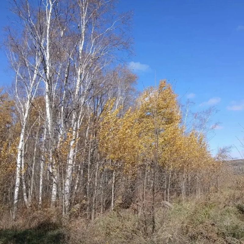 Погода в нашем крае удивительно разная: где-то уже лежит снег, а где-то ещё желтеют листья Погода в нашем крае удивительно разная: где-то уже лежит снег, а где-то ещё желтеют листья