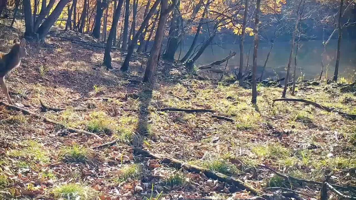Пятнистый олень попал в объектив фотоловушки в Приморье