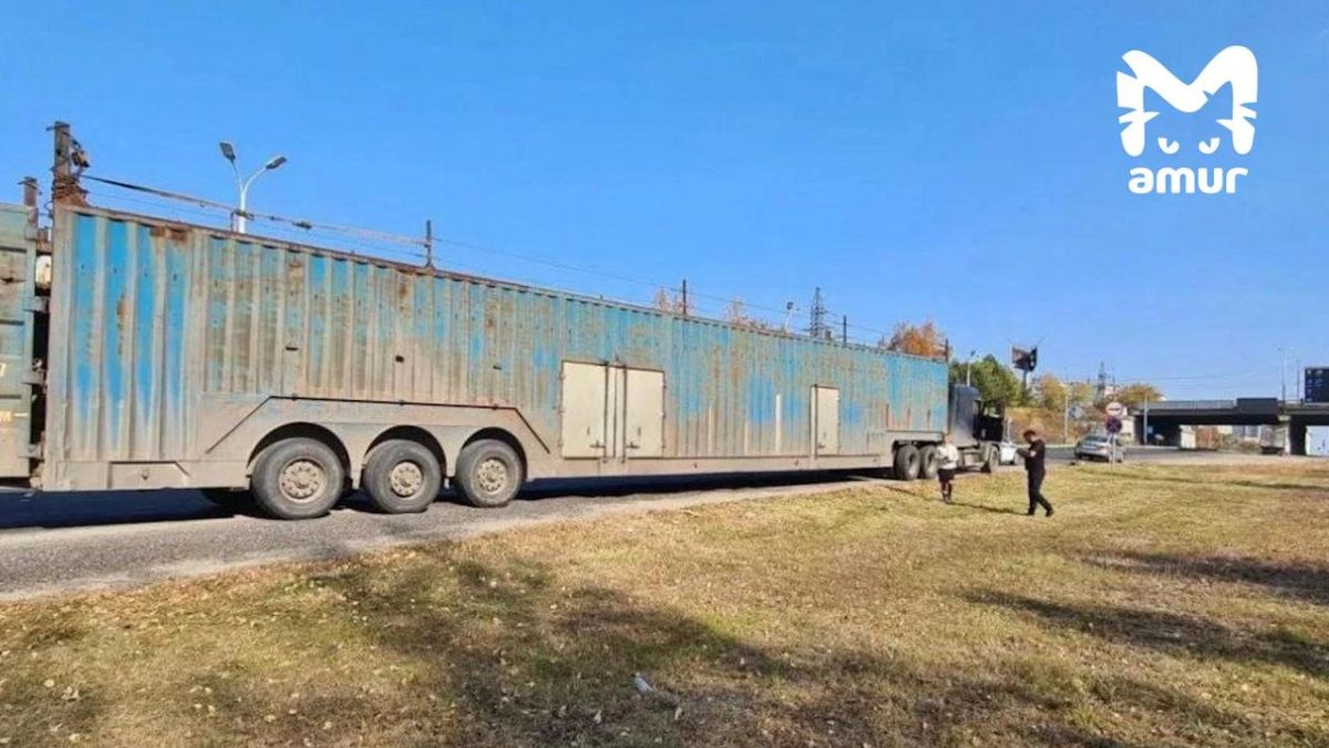 Коровы и бараны пытались нелегально прорваться в Хабаровск Коровы и бараны пытались нелегально прорваться в Хабаровск