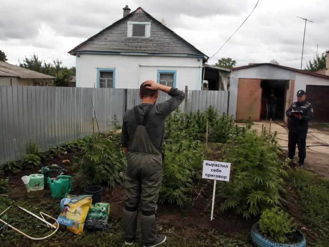 Почти 300 кустов конопли вырастил житель Хабаровска на своем участке