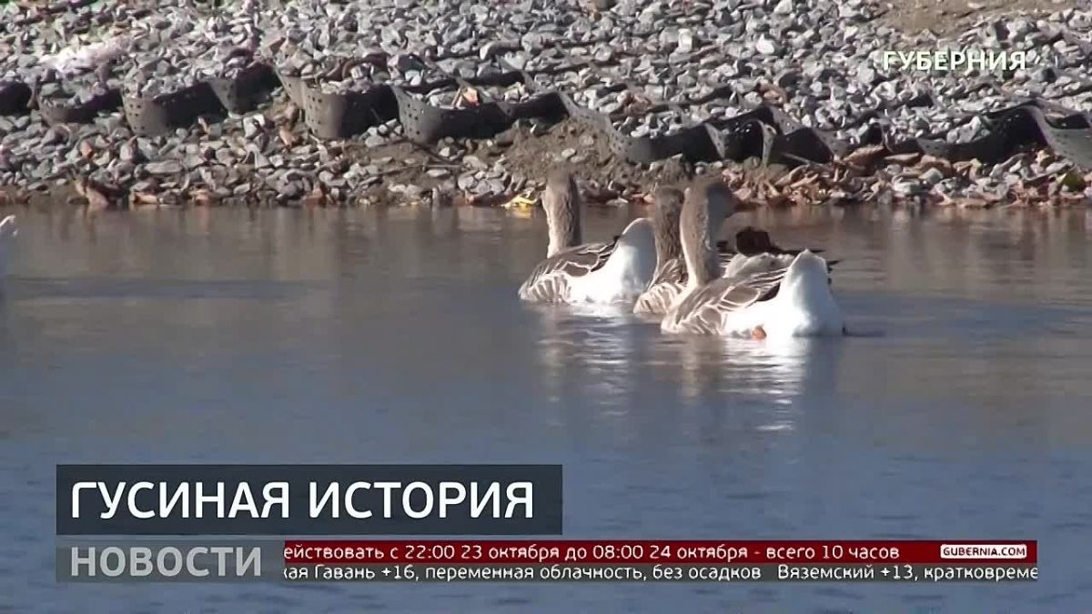 Отловить гусей-подкидышей попытались хабаровчане