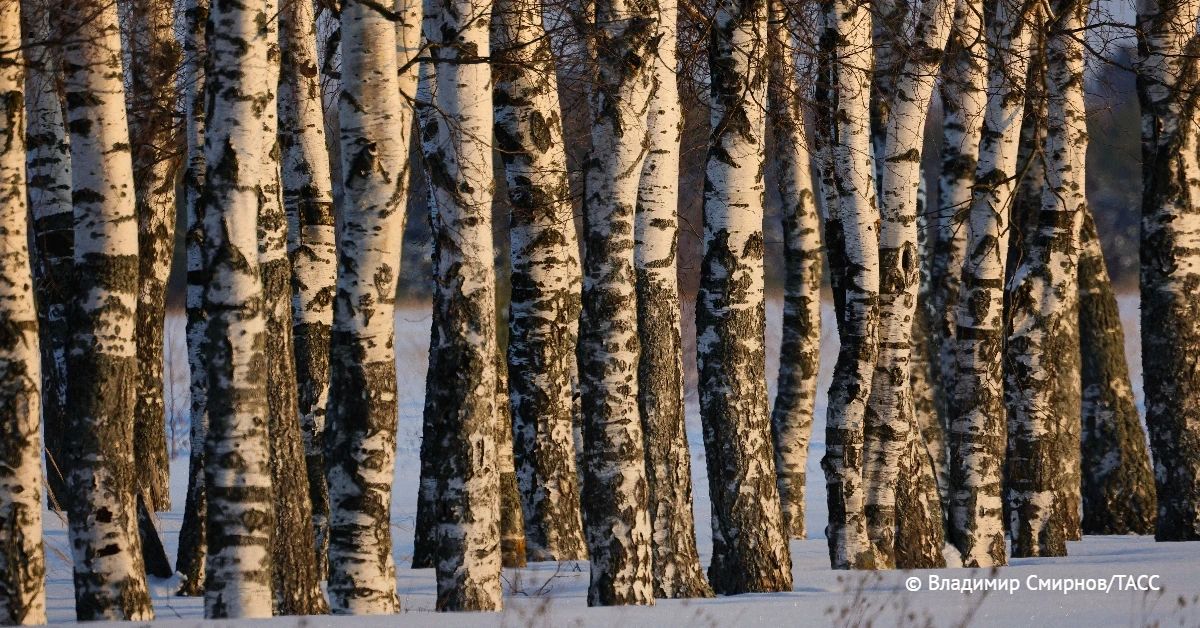 Суд в Хабаровском крае приговорил гражданина КНР к лишению свободы на срок в пять с половиной лет за контрабанду березы, сообщили в Дальневосточной транспортной прокуратуре
