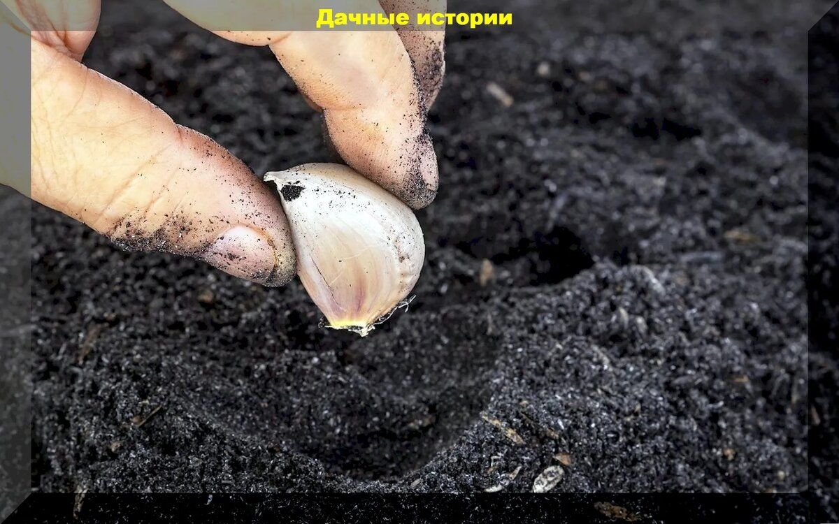 Секреты успешной посадки озимого чеснока: как добиться мощной корневой системы