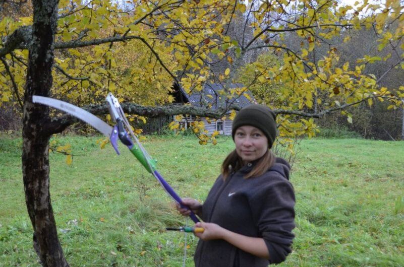Ошибки при обрезке яблонь: как улучшить урожай