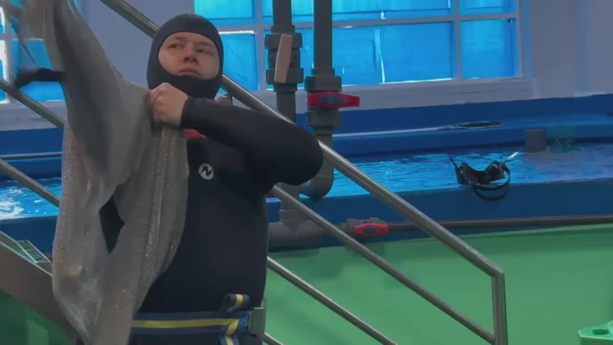Скату в Приморском океанариуме сделали УЗИ и нашли новообразование