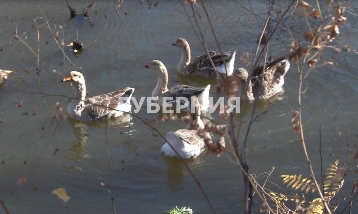 Остался последний: гусей-подкидышей отловили в пруду возле хабаровской новостройки