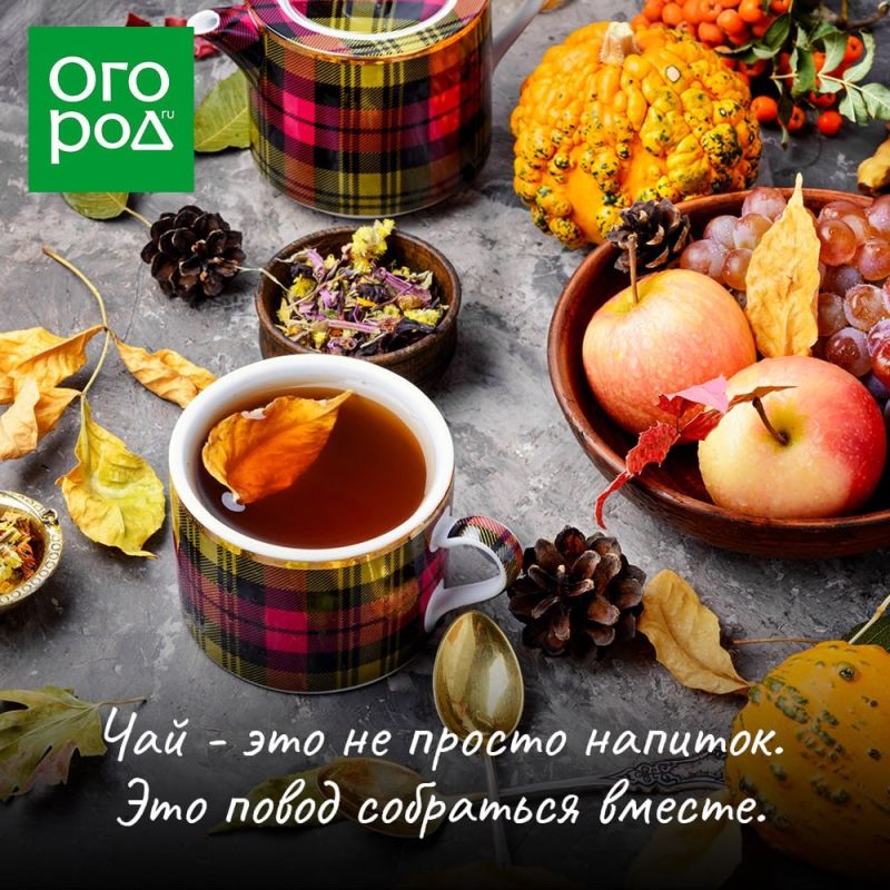 Как согреть душу: лучшие травы для осеннего чая