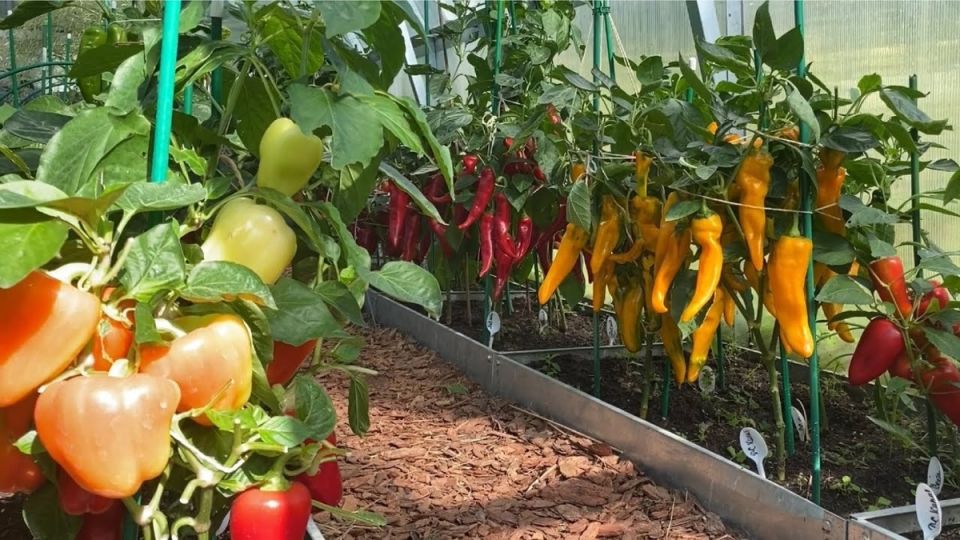 Луковая шелуха: секрет здоровой рассады и богатого урожая
