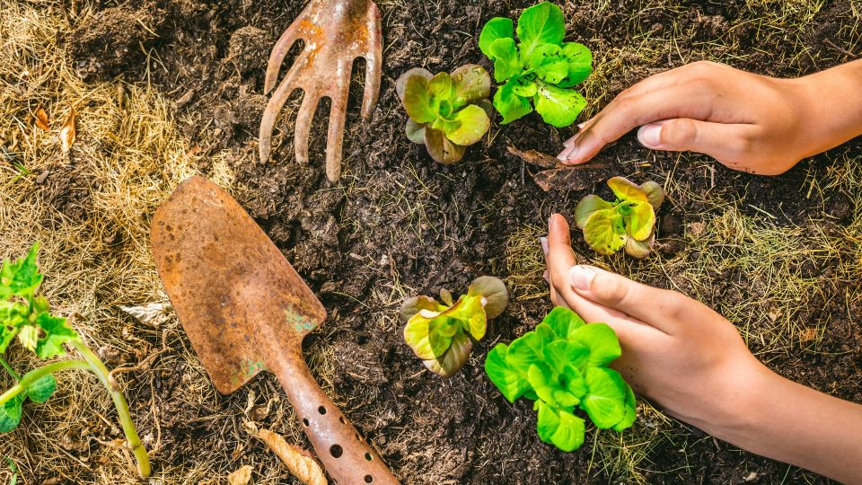 Это средство сделает почву плодородной: найдется в огороде у каждого