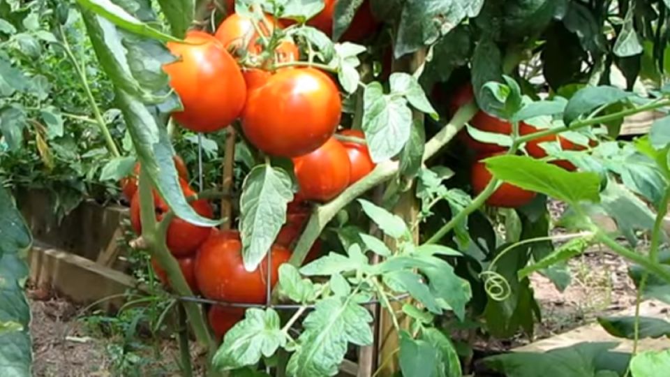 Как справиться с желтыми листьями помидоров: простые советы и действенные решения