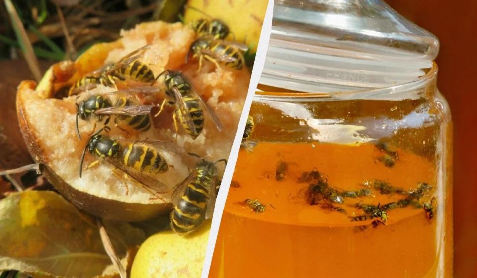 Как защитить свой дом от пчел и ос: секреты и советы