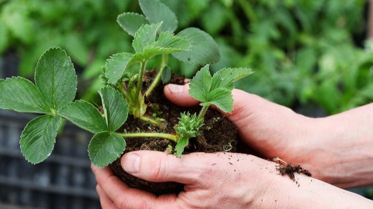 Как не попасться на удочку мошенников: секреты распознавания поддельной клубники