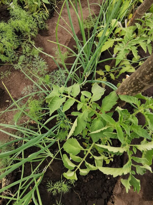 Как совместные посадки повысят урожай на вашем огороде