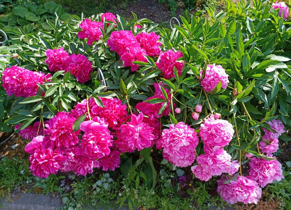 Секреты успешного размножения пионов: новые методы для вашего сада