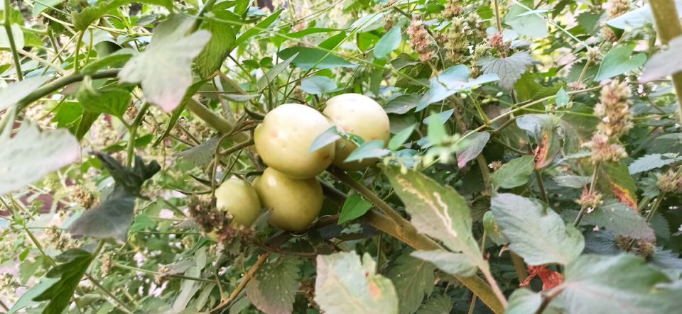 Секреты успешного урожая: как добиться максимального результата с томатов