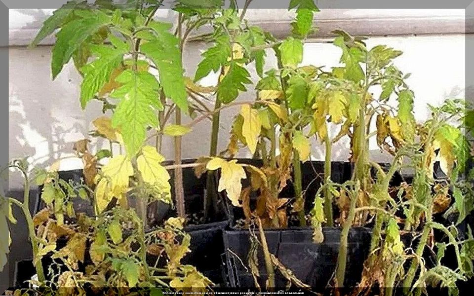 Как вырастить здоровую рассаду: советы для успешного огородника