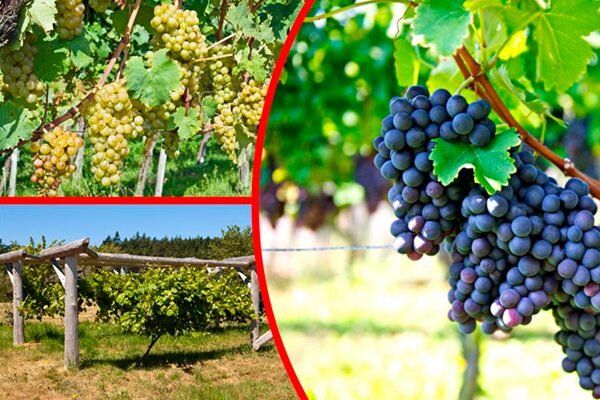 Секреты успеха винограда Алёшенькин: как добиться отличного урожая