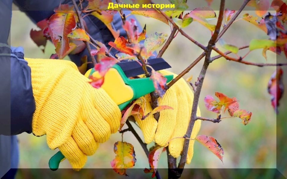 Как правильно обрезать декоративные кустарники: важные советы для садоводов