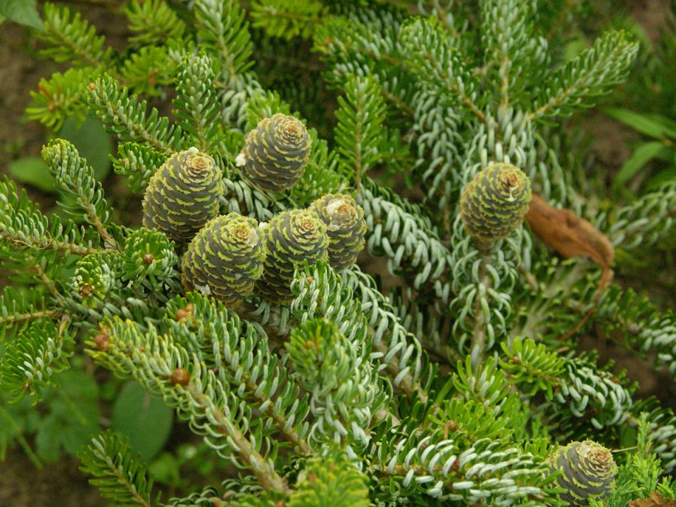 Как различить пихту, псевдотсугу и ель: ключевые отличия