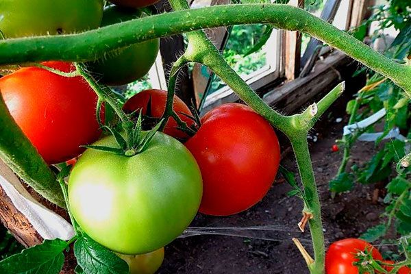 Сорт томатов Какаду: секреты успеха и популярность среди огородников 2025 года