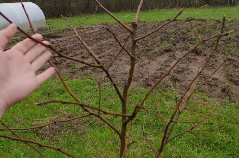 Как наклонить ветки яблони для богатого урожая