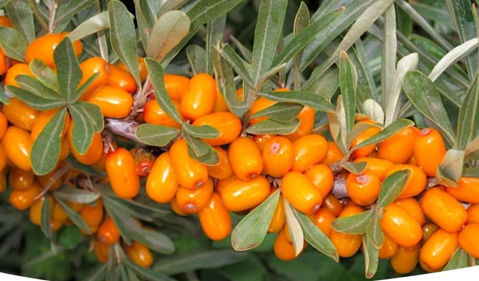 Облепиха: как правильно выбрать место и ухаживать за растением для богатого урожая