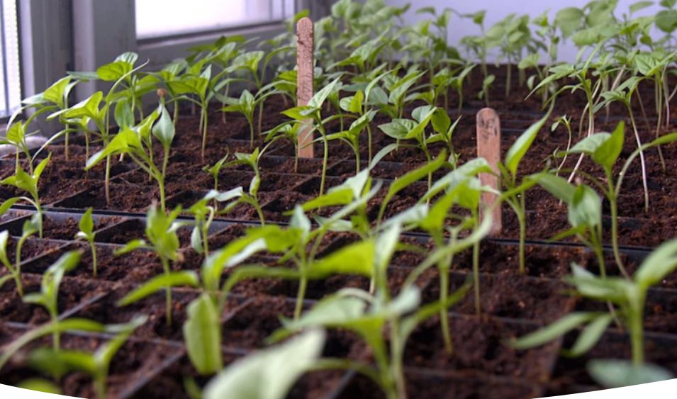 Как вырастить крепкие всходы перца: секреты и советы для огородников