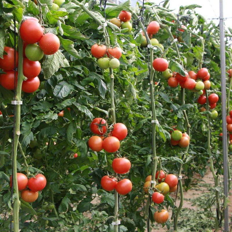 Томат Пламя F1: почему огородники выбирают этот сорт для своих грядок