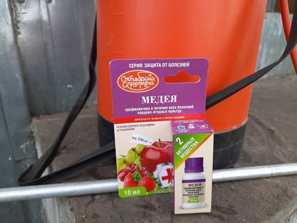 Как спасти персик от курчавости: история успешной борьбы с болезнью