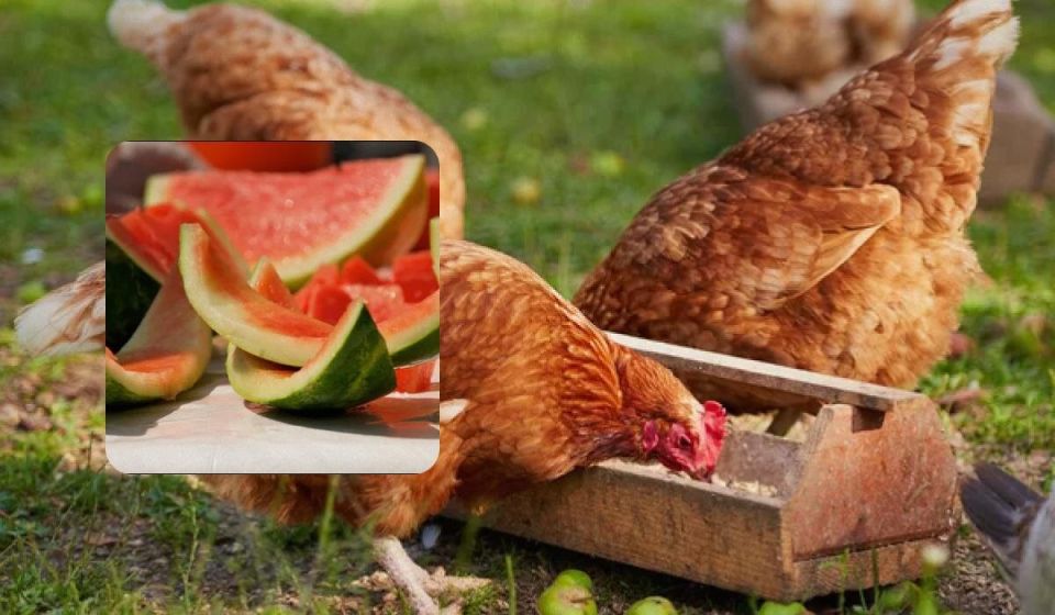 Почему арбузные корки - секрет счастья ваших кур: интересные факты и советы