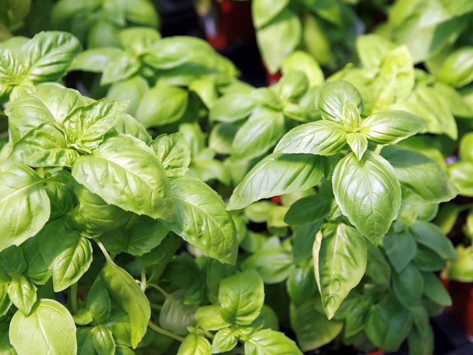 Почему выбор места для базилика определяет вкус вашего блюда?
