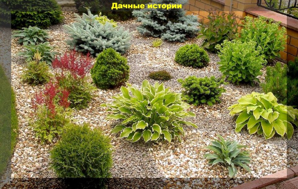 Хвойные растения: осенние секреты ухода