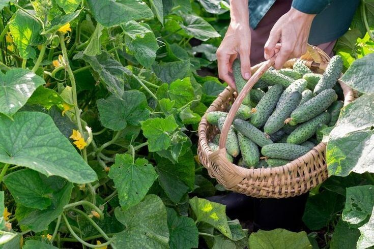 Как вырастить огурцы на своем участке: советы и секреты для раннего урожая