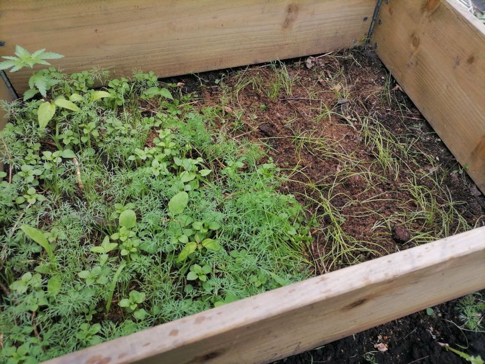 Уборка чернушки: как справиться с сорняками и сохранить всходы