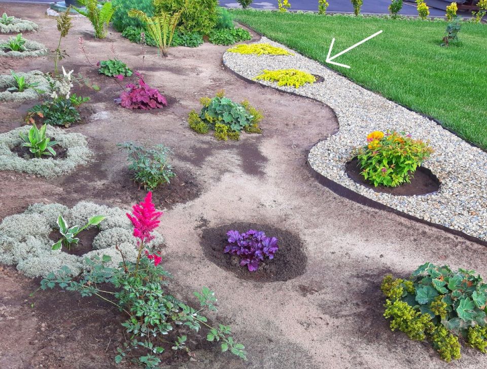 Вербейник: природа в вашем саду — как создать красивый коврик без хлопот