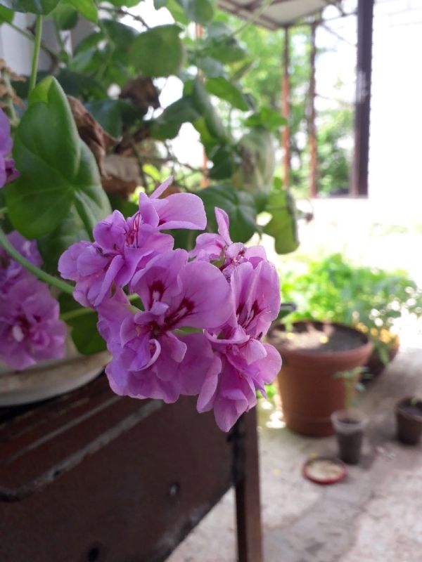 Янтарная кислота: секреты здоровья для растений, которые стоит знать