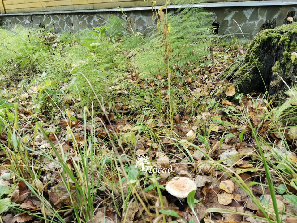 Секреты успешного заселения лесных грибов на даче: делитесь опытом!