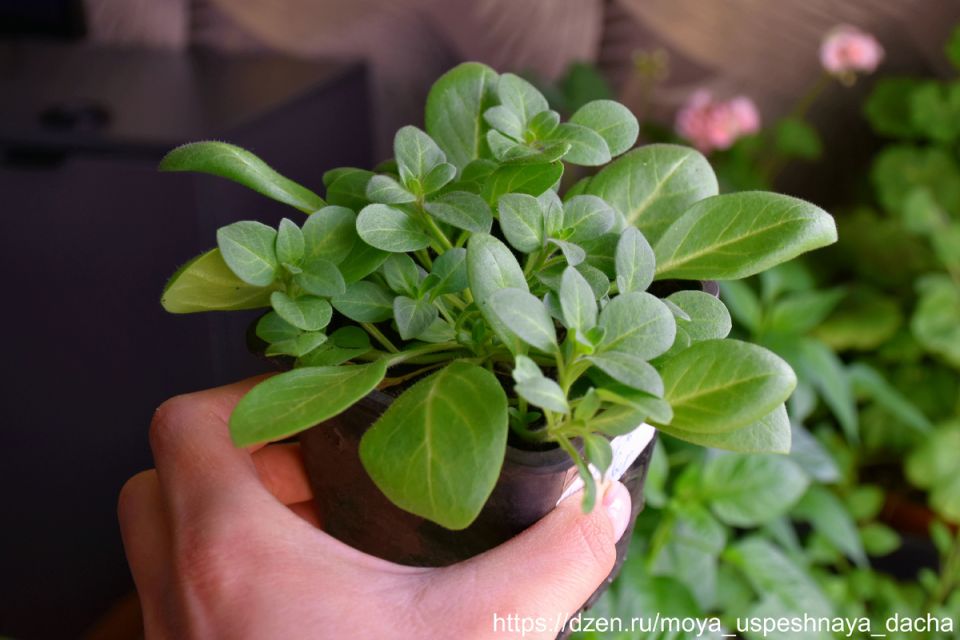 Что делать с петунией после обрезки для быстрого восстановления и цветения