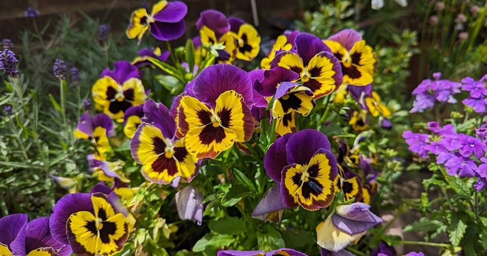 Анютины глазки: прекрасные цветы для вашего сада и не только