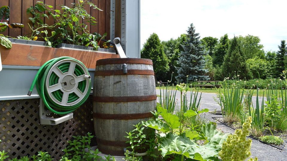 Натаянная вода: секреты её полезности для сада